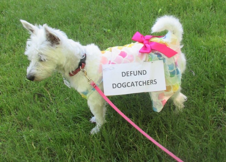 Small dog wearing sign
            "Defund dogcatchers"
