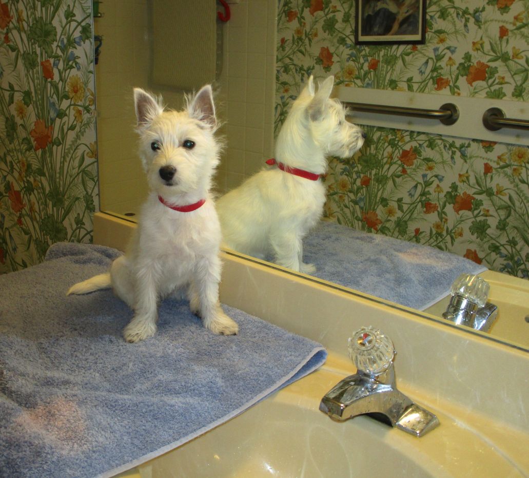 Molly sitting on thne
      bathroom vanity