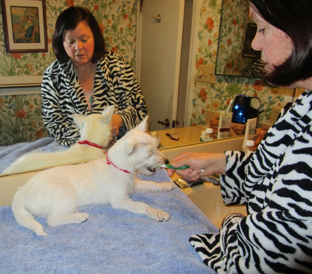 Molly gets her teeth brushed